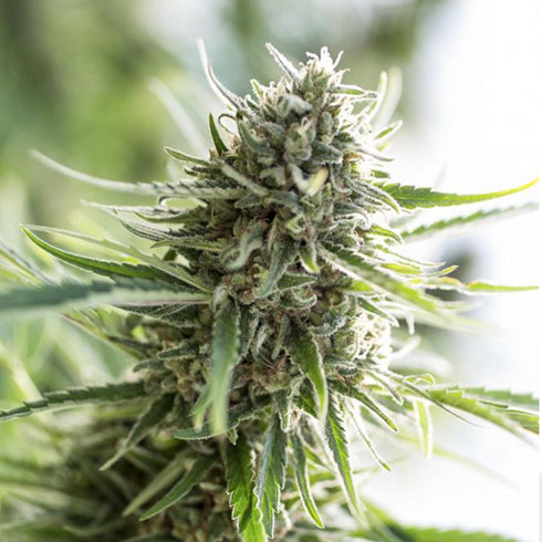 Dinafem Seeds - Critical Mass CBD