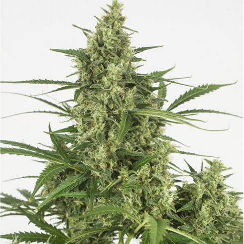 Dinafem Seeds - Critical + 2.0 Auto