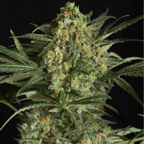 Dinafem Seeds - Critical+ 2.0