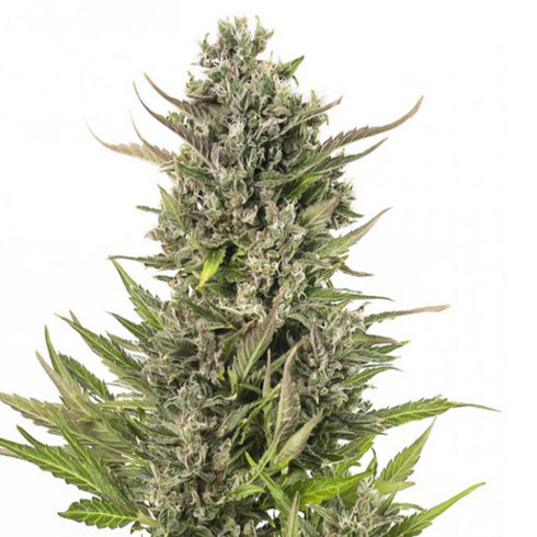Dinafem Seeds - Critical + CBD Auto