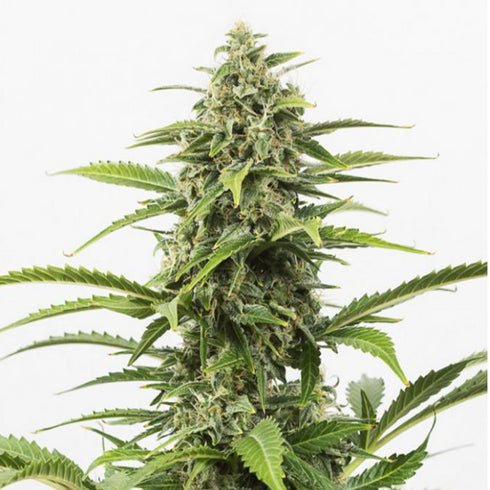 Dinafem Seeds - Critical + Auto