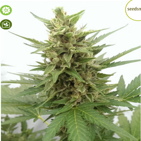 Seedsman - Critical Ogre 'Big 'N Fast' Auto