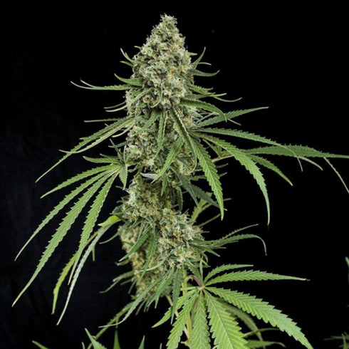 Dinafem Seeds - Critical +