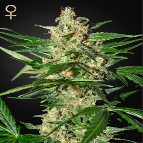 Strain Hunters - Damnesia Auto