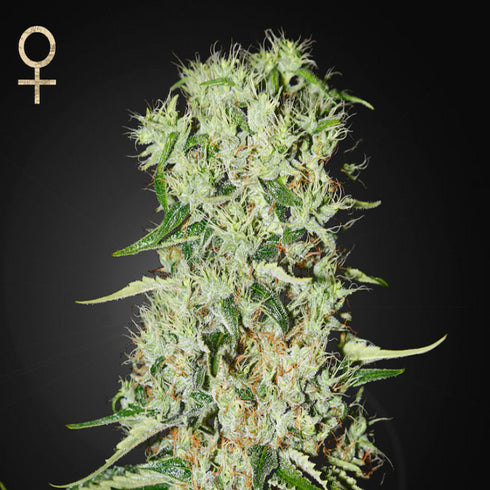 Greenhouse Seed Co. - Damn Sour