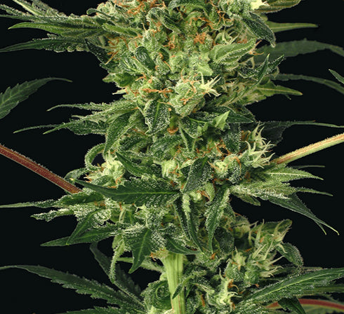 Exotic Seeds - Devil Kush