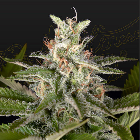 Greenhouse Seed Co. - Diamond Girl