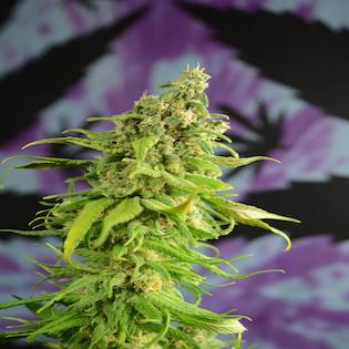 House of the Great Gardener - Digweed