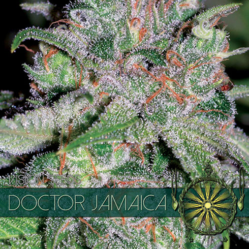Vision Seeds - Doctor Jamaica