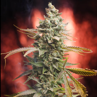 Homegrown Natural Wonders - Dr. Who