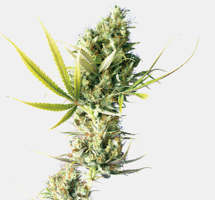 Sensi Seeds - Durban