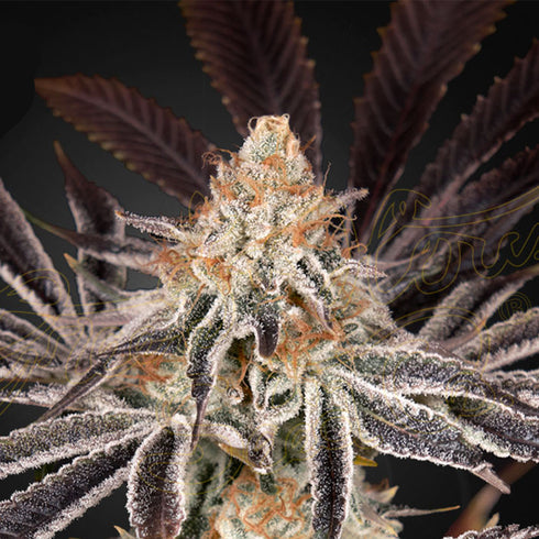 Greenhouse Seed Co. - Dark Phoenix