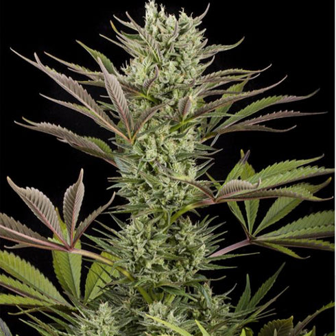 Dinafem Seeds - Deep Cheese