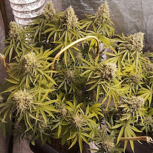 Lineage Genetics - Deluxe Orange