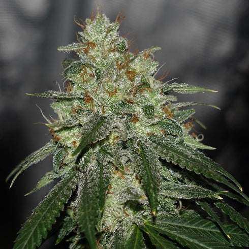 Karma Genetics - Di Frutti