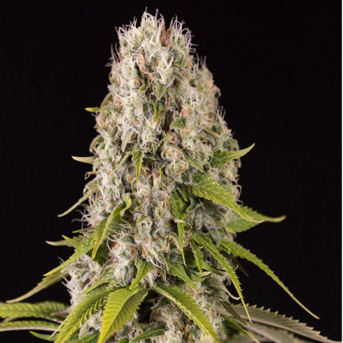 Dinafem Seeds - Diesel