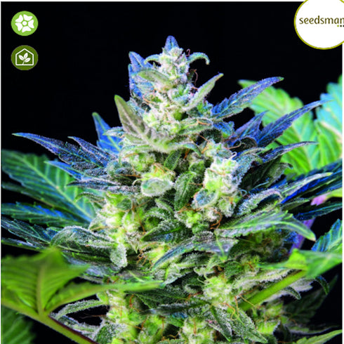 Seedsman - Diesel Ryder Auto