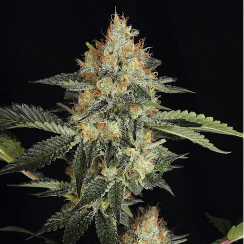 Dinafem Seeds - Dinachem
