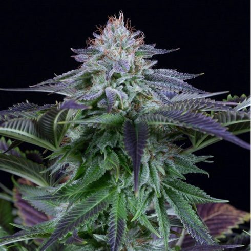 Dinafem Seeds - Dinamed Kush CBD
