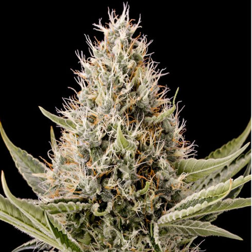 Dinafem Seeds - Dinamex