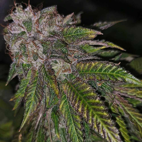 Pheno Finder Seeds - Dirty Kuntz