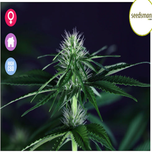 Seedsman - Doctor Seedsman CBD 30:1