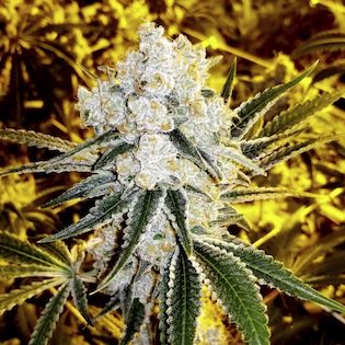 Elev8 Seeds - Dosi-D