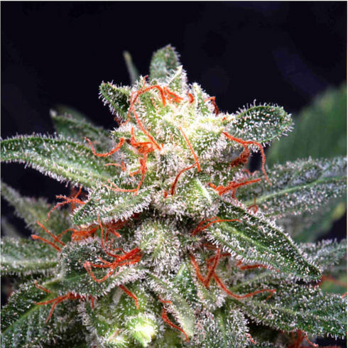 Delta 9 Labs - Double Kush