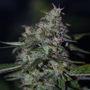 Dready Seeds - Dready Berry