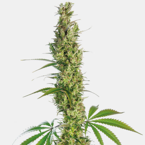 Sensi Seeds - Eagle Bill