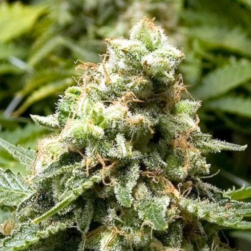 Advanced Seeds - Early Widow