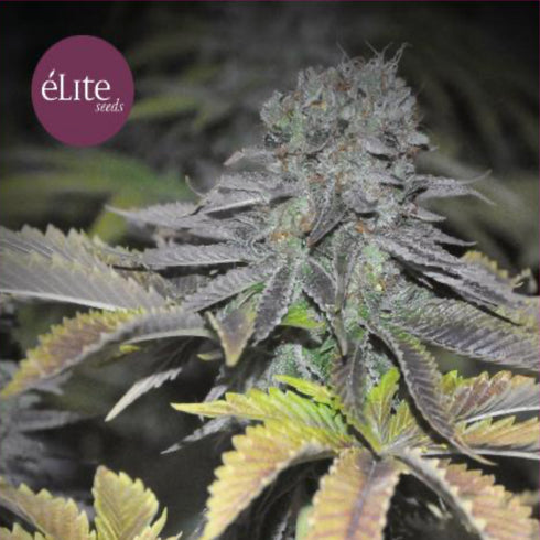 Elite Seeds - Early Widow