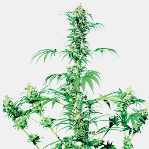 Sensi Seeds - Early Girl