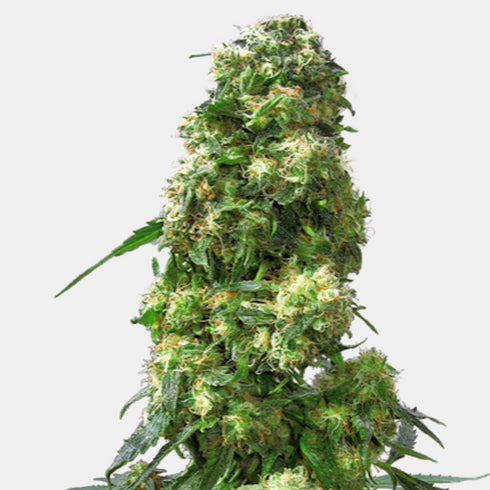 Sensi Seeds - Early Skunk