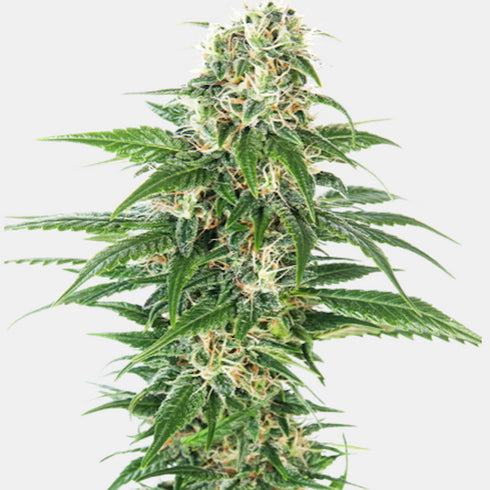 Sensi Seeds - Early Skunk Auto