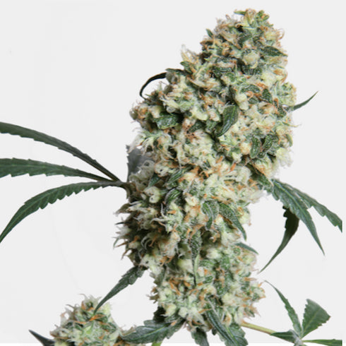 Sensi Seeds - Ed Rosenthal Superbud