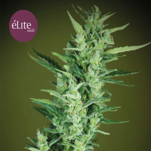 Elite Seeds - Elite 47 Auto