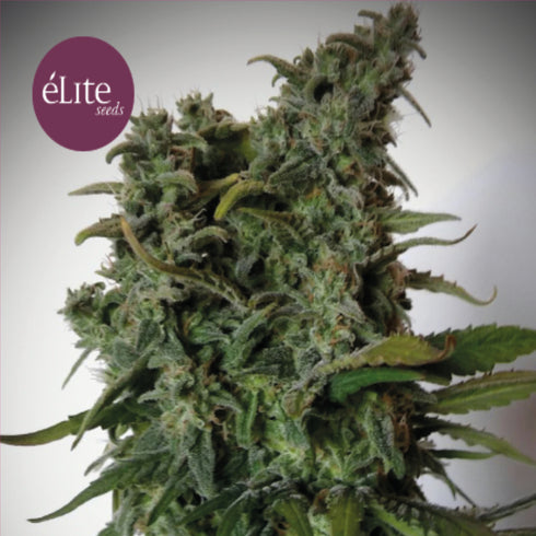 Elite Seeds - Elite 47