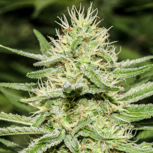 Super Strains - Enemy's Dream