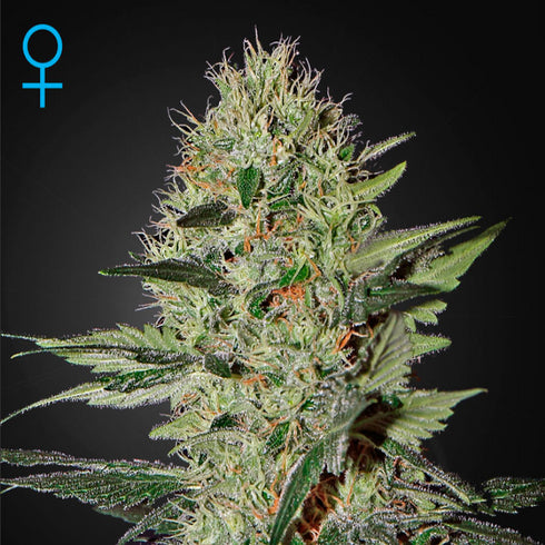 Greenhouse Seed Co. - Exodus Cheese Auto