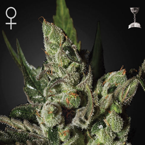 Greenhouse Seed Co. - Exodus Cheese