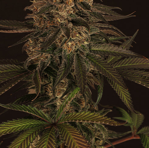 Exotic Seeds - Exotic Colours