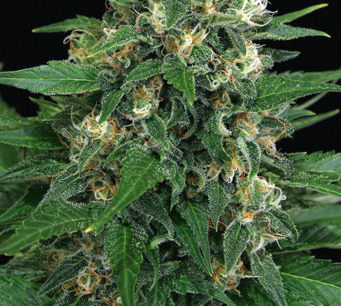 Exotic Seeds - Exotic Thai