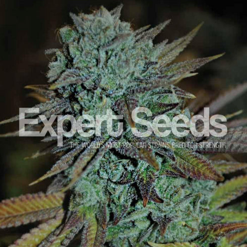 Expert Seeds - Expert Gorilla (was GG #4)
