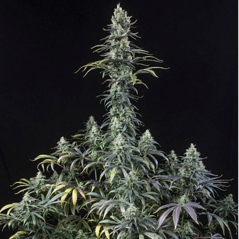 Dinafem Seeds - Early Amnesia CBD