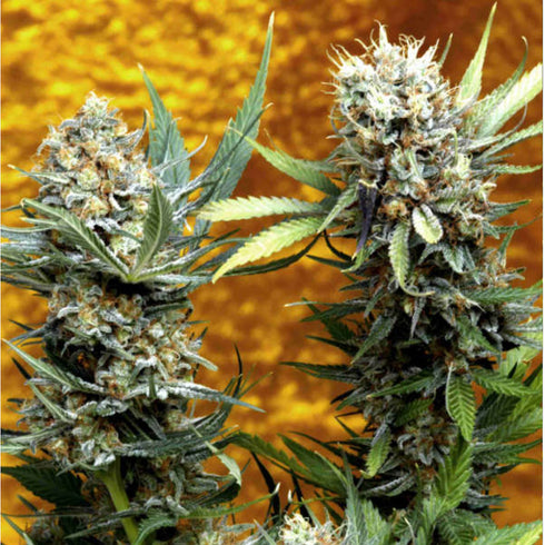 Delta 9 Labs - F.O.G. (Fruit of the Gods)