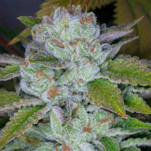 Archive Seeds - Face on Fire