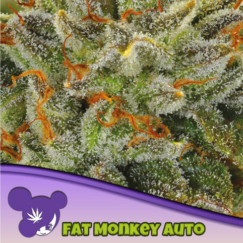 Anesia Seeds - Fat Monkey Auto