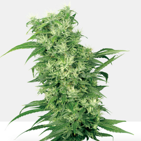 Sensi White Label - Female Mix