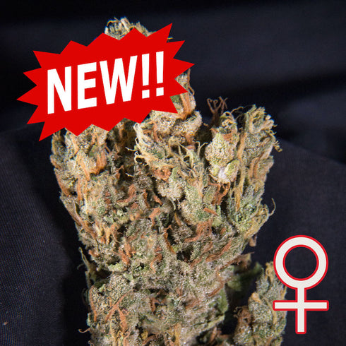 KC Brains - Lemon Sputnik Auto